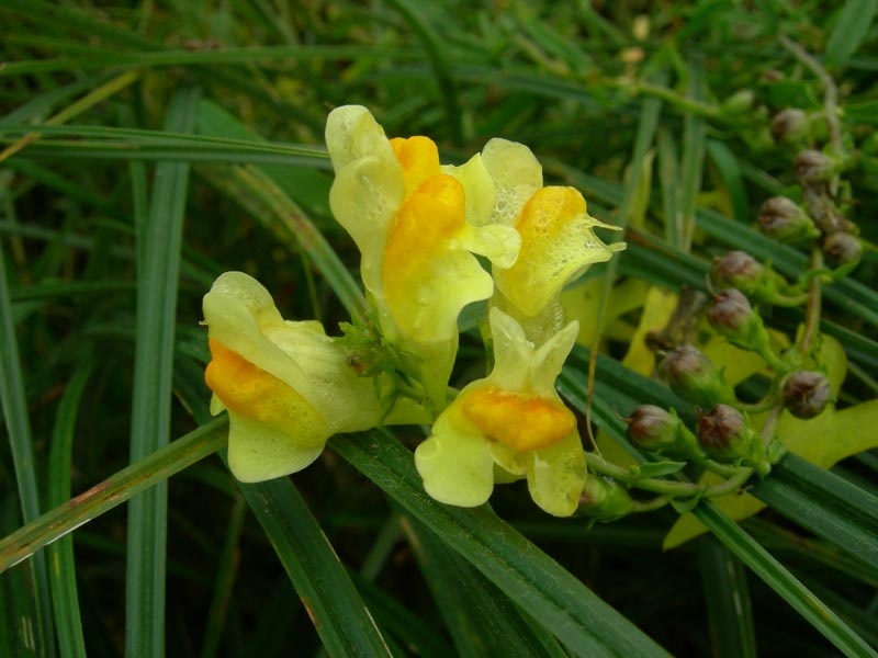 Linaria vulgaris / Linajola comune